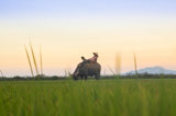 Man Reclines On Buffalo In Rice Paddy