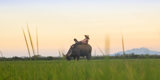 Man Reclines On Buffalo In Rice Paddy