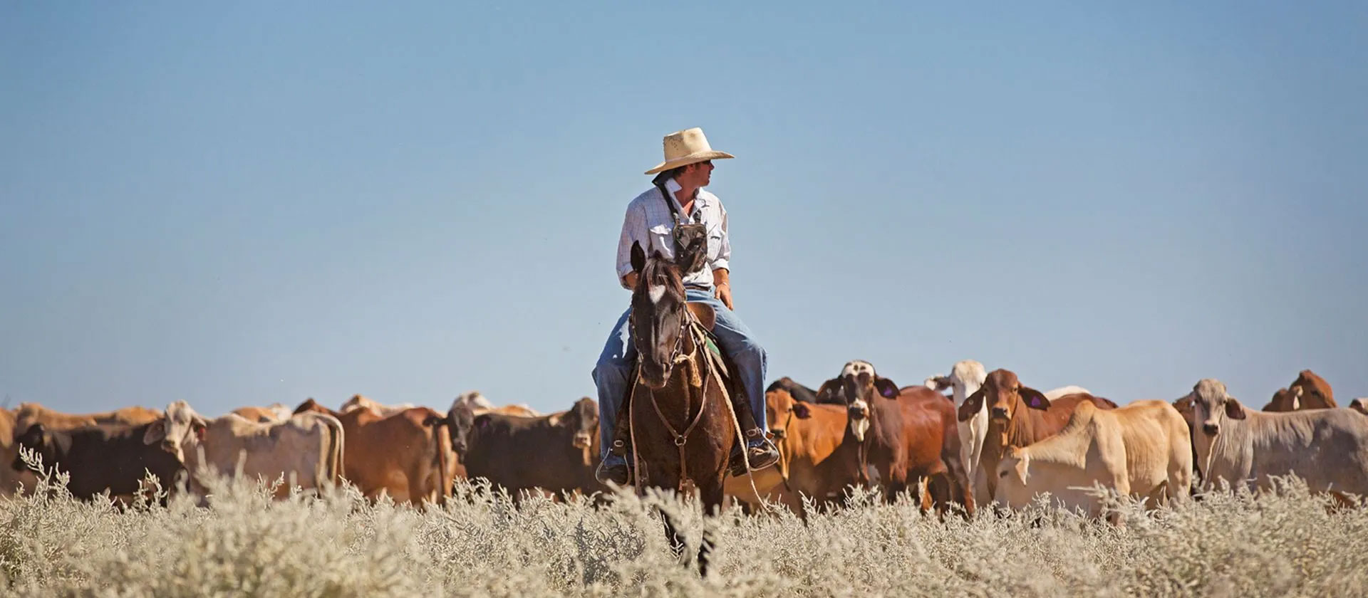 Drover with cattle