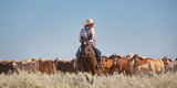Drover on horse riding with cattle
