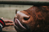 Cow Licks Fingers Through Fence